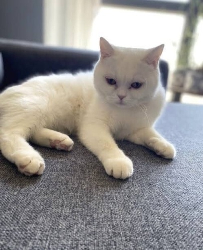 Kisirlastirilmamis fotoğraf