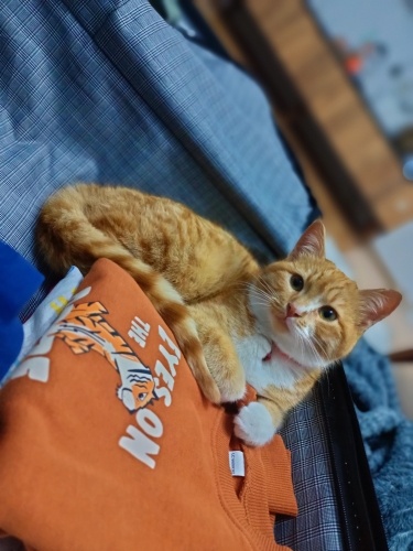 Kartel yuva ariyor fotoğraf