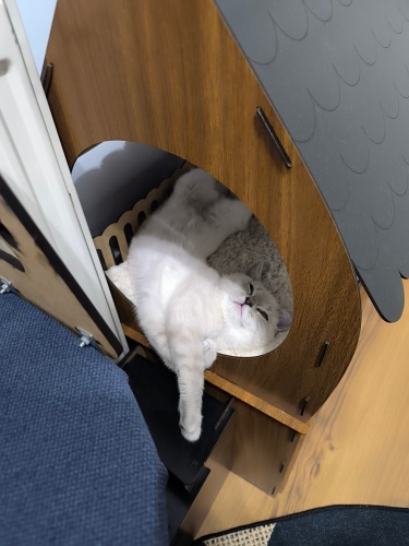 Oynamayı seven, kendini sevdiren ve çok tatlı kedimizi vermek zorundayız. fotoğraf