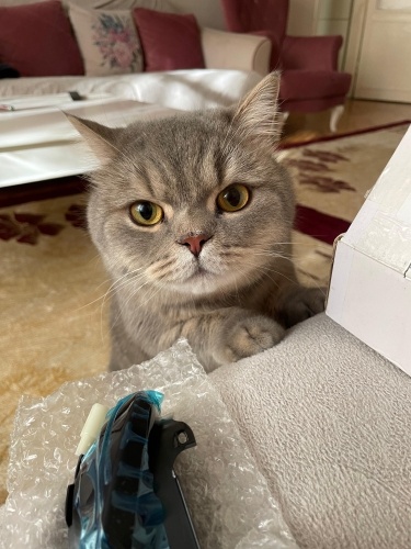 Ücretsiz britishshorthair kedimi sahiplendirmek istiyorum fotoğraf