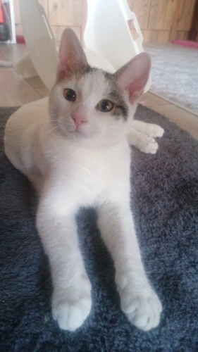 ACİL YUVA ARANIYOR – 6–7 Aylık Dişi Kedi fotoğraf