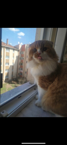 Sağlıksal problemlerden dolayı tarçınımıza yuva arıyoruz fotoğraf