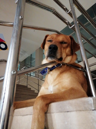 Gariban'a acil yuva ! fotoğraf