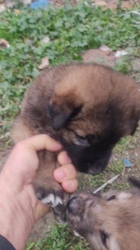 45 GÜNLÜK KANGAL MELEZLERİ fotoğraf