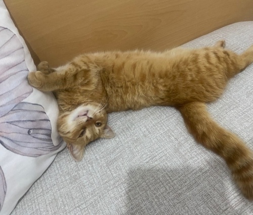 EVDEN ATILAN CANA ACİL YUVA!!!!!!!! fotoğraf