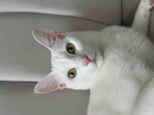 Evinizin neşesi olurum beni alın fotoğraf