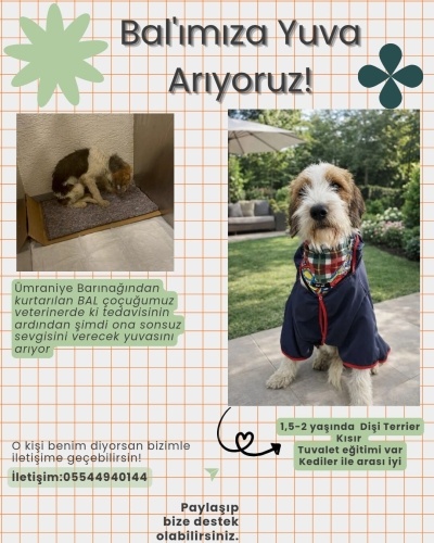 Barinaktan kurtarılan terrierimiz fotoğraf