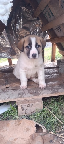 Acil yuva aranıyor fotoğraf