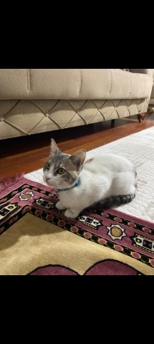 4 aylık bebeğe acil ömürlük yuva fotoğraf