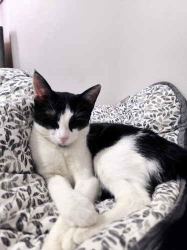 Zeki,oyuncu bir dost fotoğraf