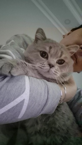 Scottis Straight oğlumuza ücretsiz yuva fotoğraf