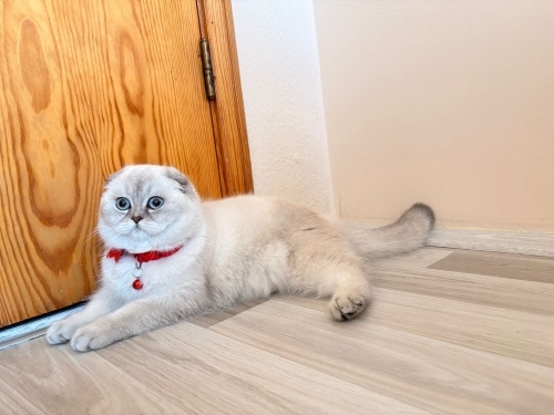 Güzel kızım Yaren'e kalıcı yuva arıyoruz. Ücretsiz sahiplendirilecektir. fotoğraf