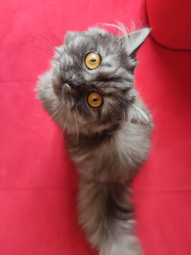 Gözleri herşeye bedel fotoğraf