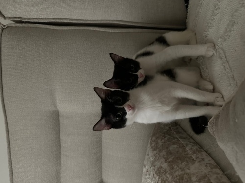 Kurabiye kardeşler yuva arıyor fotoğraf