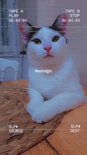 Akıllı,Zeki ve Oyuncu Bir Kedi fotoğraf