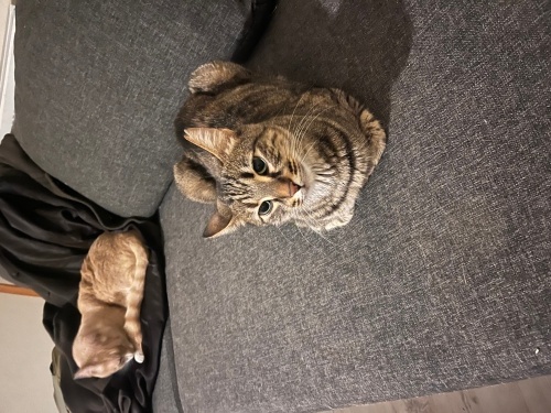 Jabağı – 6 aylık, oyuncu ve çok cana yakın İsmi gibi komik bir kedidir kendisi fotoğraf