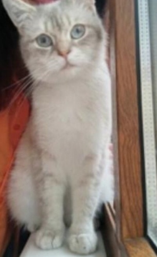 Sahiplendirme kedi fotoğraf