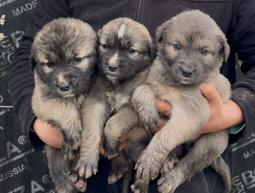 Kafkas çoban köpeği fotoğraf