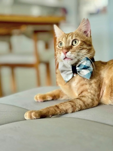 Ücretsiz sahiplenme pofidik yakışıklı fotoğraf