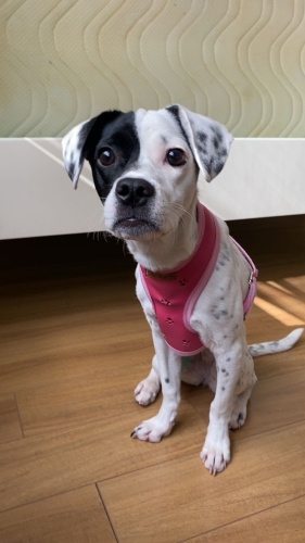 Oyuncu , insanlarla,kedilerle ve köpeklerle arası iyi .havlama alışkanlığı yok fotoğraf