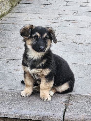 Bu Miniğe yuva arıyoruz fotoğraf