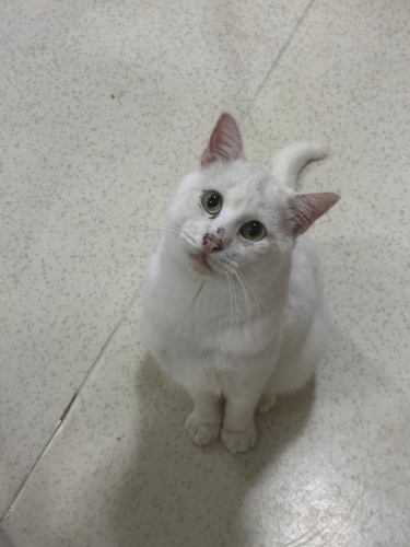 Pamuk Prens Yuva Arıyor (kısır) fotoğraf