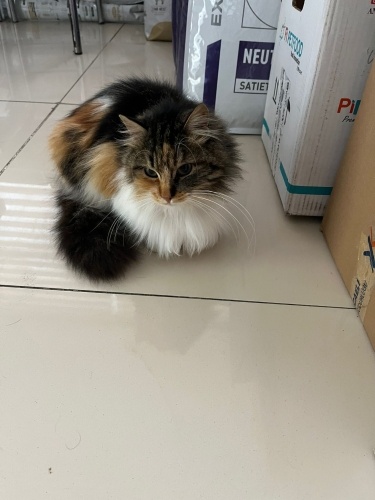 Bana yuva olurmusun fotoğraf