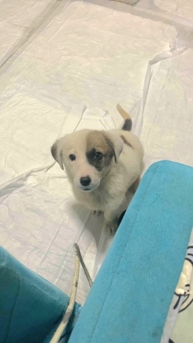 Ücretsiz sahiplenme pofidik yavru acil yuva fotoğraf