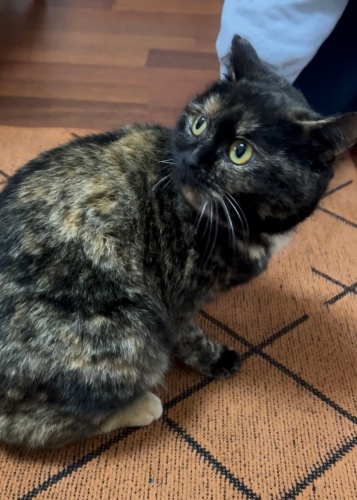 PETİBÖR ZOR DURUMDA :( fotoğraf