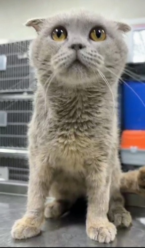 Barınağa attılar acil yuva ariyor fotoğraf