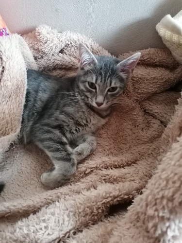 Masum meleğime acil yuva arıyorum fotoğraf