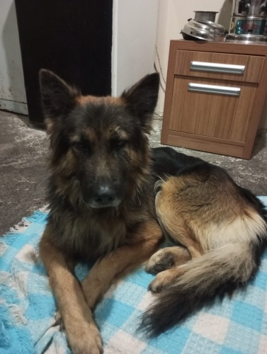 Yakışıklı alman kurdu Dost fotoğraf