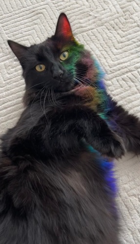 Kısırlaştırılmış kedi fotoğraf