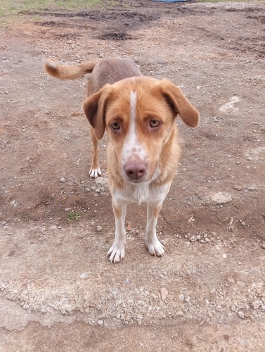 Lütfen onu kurtarın, umut olun🥺 melez. fotoğraf