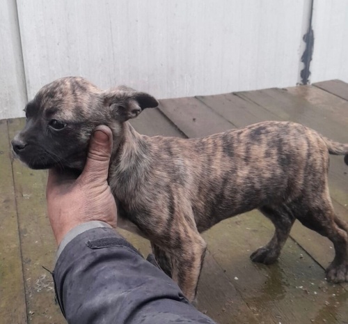 Güzel bebeklerimize ömürlük yuva fotoğraf