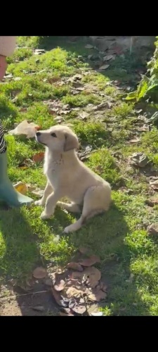 Kızımız Gökçe yeni yuvasını arıyor fotoğraf