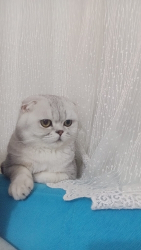 Geçiçi yuvasından acil sahiplendirme fotoğraf