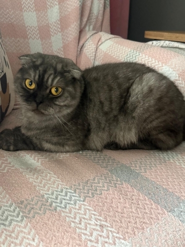 Kalıcı sıcak bir yuva arıyoruz kediye fotoğraf