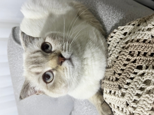 Acil yuva aranıyor fotoğraf