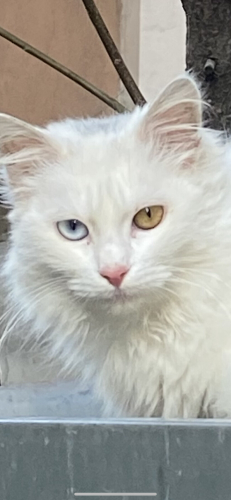 Sıcak bir yuva arıyoruz fotoğraf