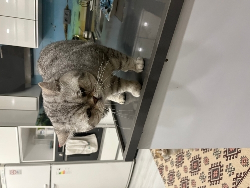 Çok uysal olan oğlumu sahiplendirmek istiyorum fotoğraf