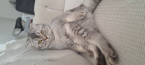 Yeni sahibim olur musun fotoğraf