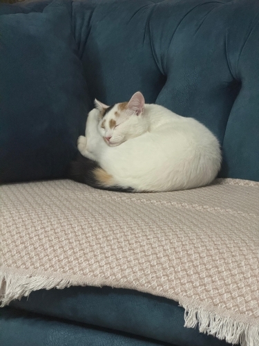 CALICO CİNSİ SAKLAMBAÇ OYUNUNU BİLEN ŞEKER )) fotoğraf