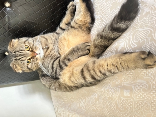 “Evinizin Yeni Neşesi Olmaya Adayım! fotoğraf