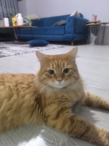 ACİL - ciddi alerji nedeniyle zorunlu sahiplendirme fotoğraf