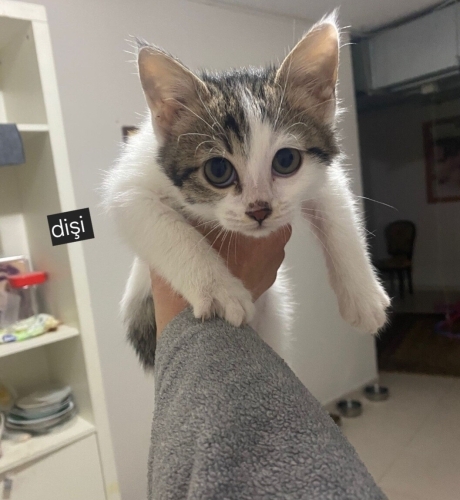 Acil yuva aranıyor fotoğraf