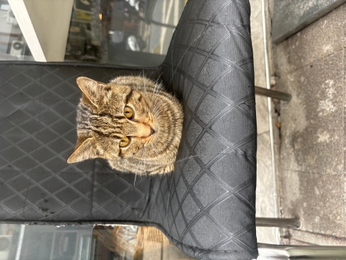 Bir Can Kurtarmak İstiyorsanız Ona Şans Verin fotoğraf