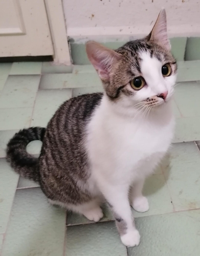 ÇİTLEMBİK İÇİN GÜVENLİ BİR YUVA ARIYORUM. fotoğraf