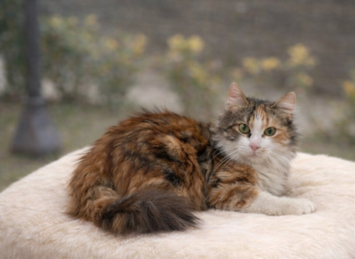 NORDA YUVA ARIYOR fotoğraf