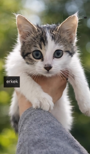 Acil yuva aranıyor fotoğraf